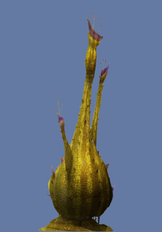 File:Hookagourd Concept.png