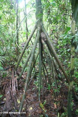 Walking Tree