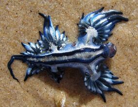 Dragon-slug