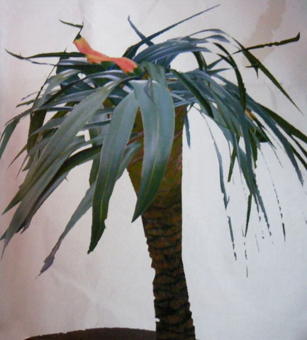 File:Beanstalkpalm1.png