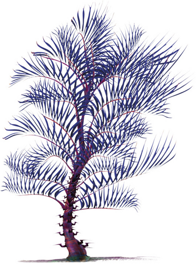 File:Razor Palm.png