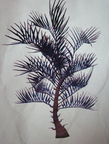 File:Razorpalm.png