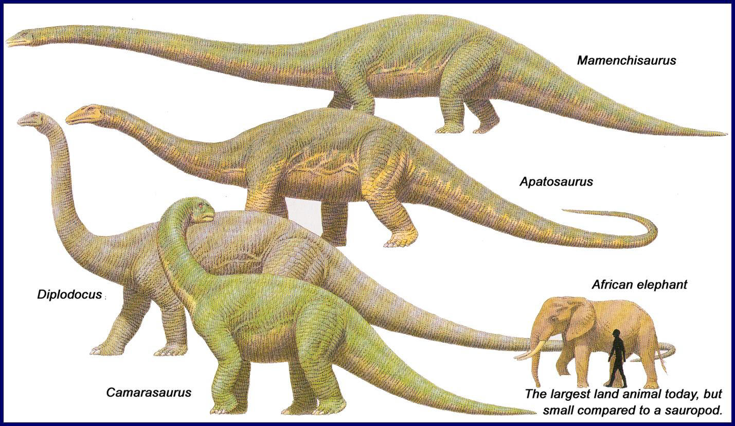 sauropods with feathers