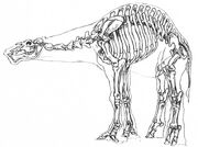 Falumpaset Skelett