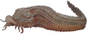 Duracretschnecke.jpg