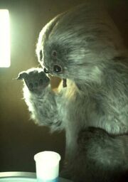Muftak2.jpg