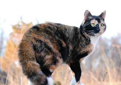 File:Birchpaw Adult.jpg
