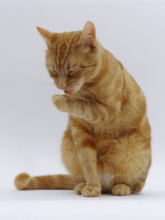 File:Amberkit.jpg