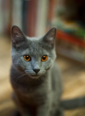 File:Lightfeather.png