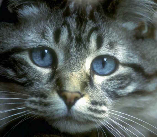 File:Icepaw.png