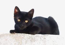File:Black kitten.jpg