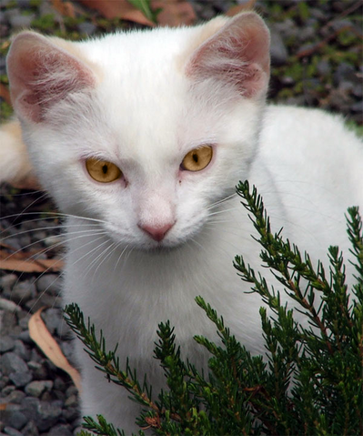 File:Flashpaw.png