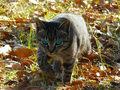 Thumbnail for version as of 17:13, October 29, 2011