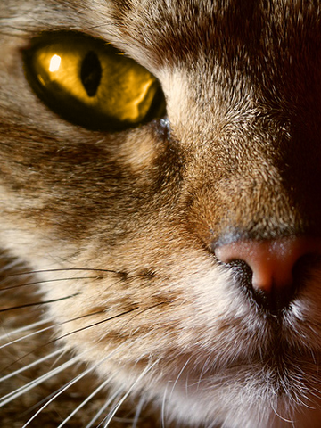 File:Morningpelt.png