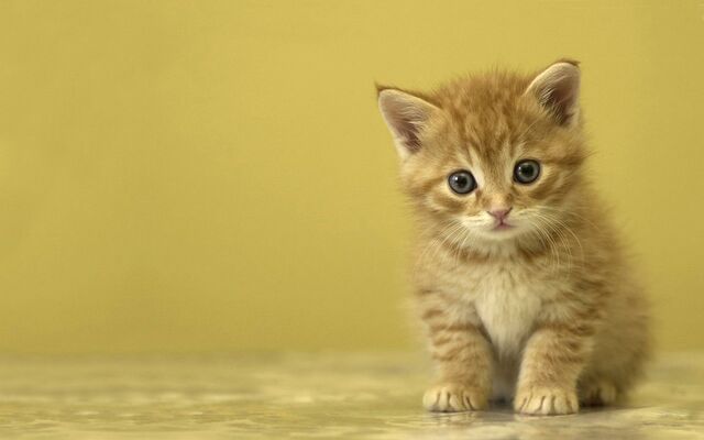 File:1284446387 1280x800 funny-brown-kitten-1-.jpg