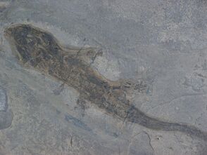Branchiosaur