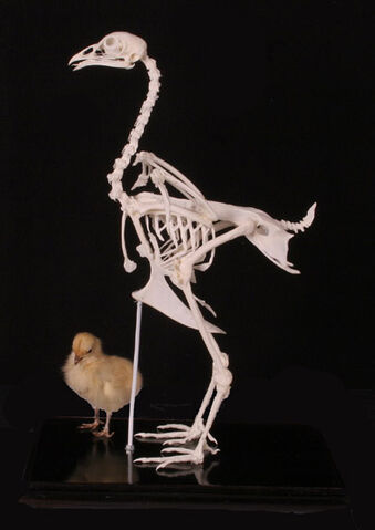 File:Chickenskeleton.jpg