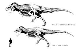 Truetrexsize