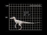 Female Raptor CD