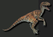 Velociraptor