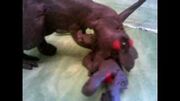 T.rex kills spino