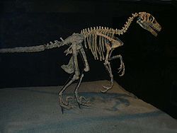 File:Variraptor.jpg