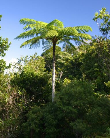 File:Cyathea arborea.jpg