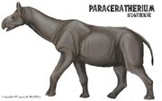 Paraceratherium