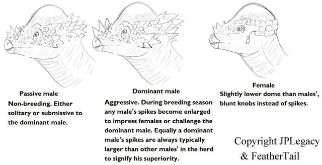 File:PachyHeadComparisons.jpg