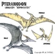 HippocratesiPteranodon