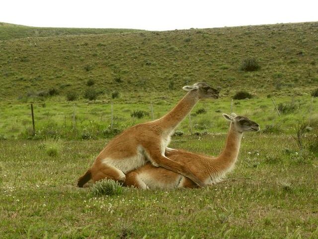Archivo:Guanacos www.jpg