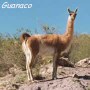 Jesnaco.jpg