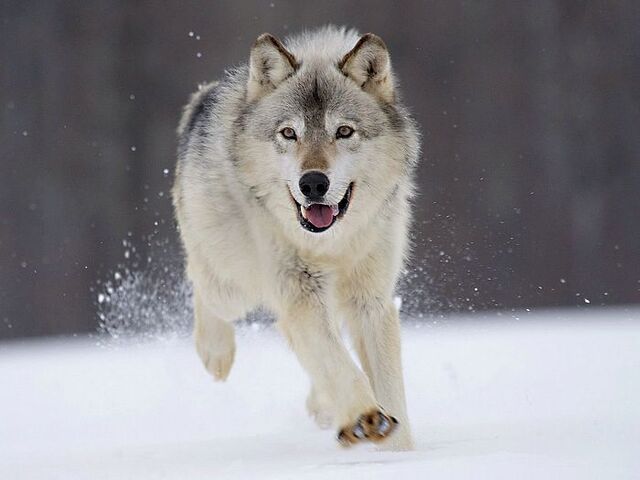 File:Gray Wolf Minnesota.jpg