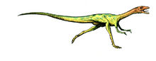 Compsognathus.jpg
