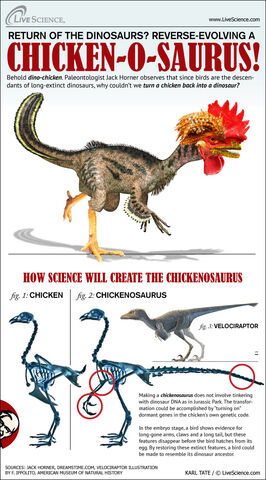 File:Chickenosaurus-horner-chicken-111222c-02.jpg