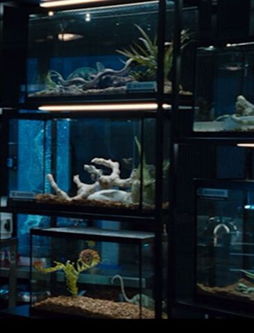 File:Animals.jpg
