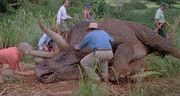 Triceratops krank