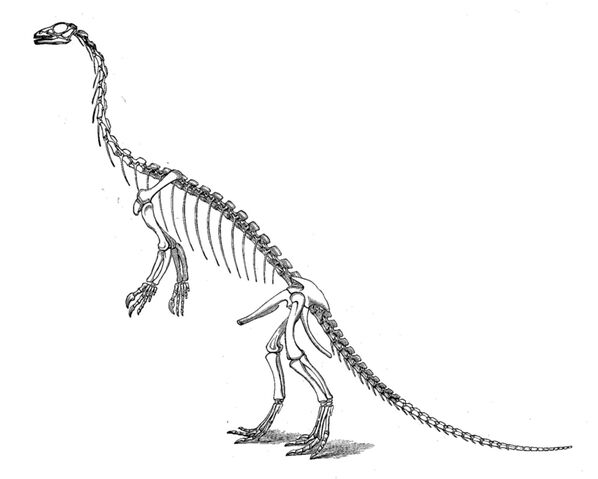 Datei:Large marsh anchisaurus.jpg