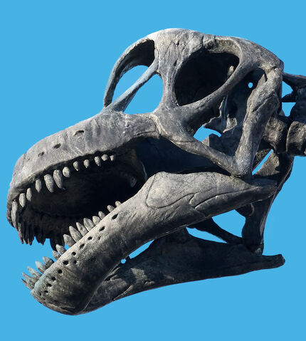 File:Apatosaurus skeleton.jpg