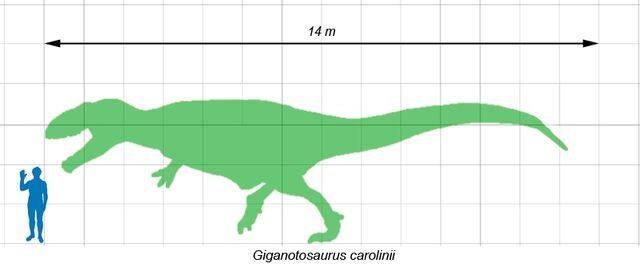Datei:Scalegiganotosaurus.jpg
