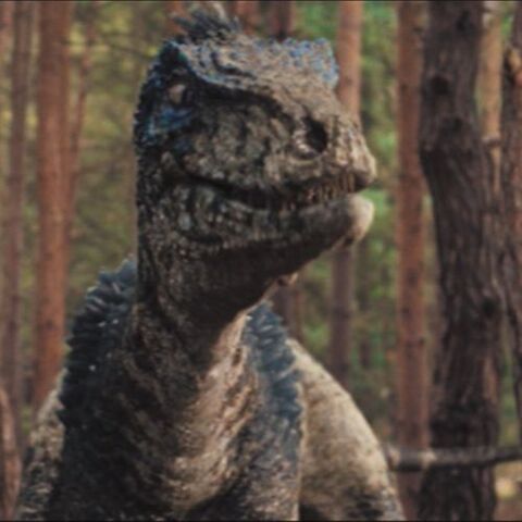 File:3RaptorPortrait.jpg