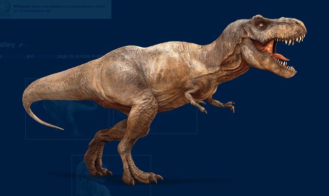 File:Female Rex.jpg