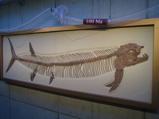 File:800px-Xiphactinus audax fossil.jpg