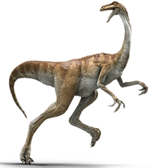 Gallimimus-info-graphic.png