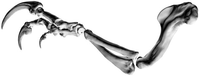 File:Banjos-Arm-3.jpg