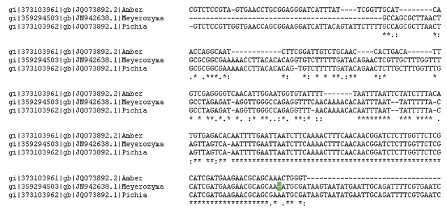 File:Cano yeast seq.png