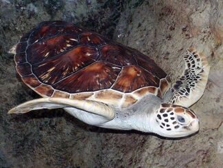 Cheloniidae2005