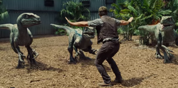 Velociraptors and Owen