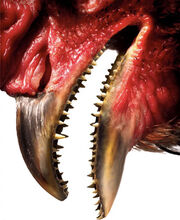 Chicken teeth