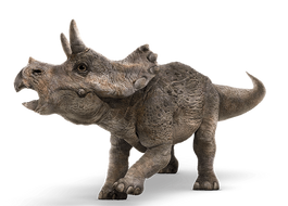 Triceratops bebe